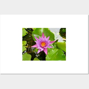 Honolulu Water Lily Posters and Art
